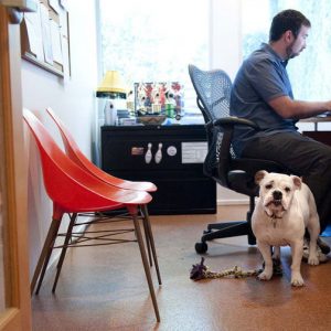 Dog Friendly Office